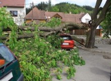 Kwikfynd Tree Cutting Services
branxholm